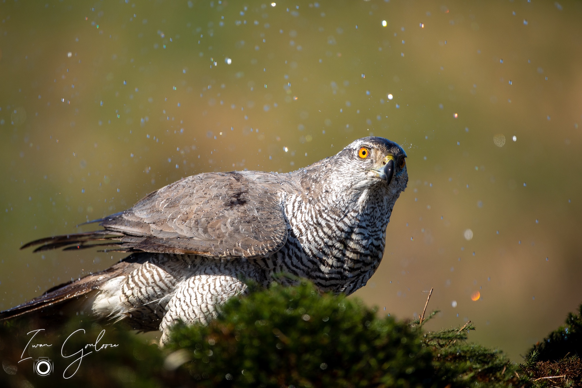 27 maart 2022 143602  5D44877